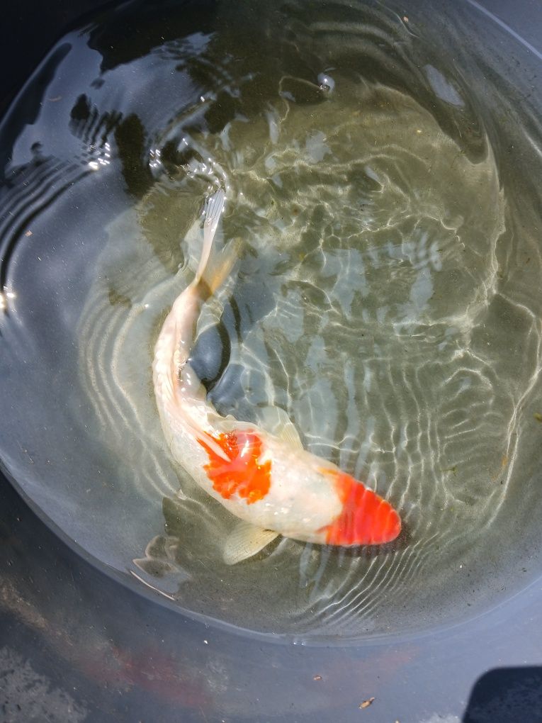 Showa koi 30/35cm