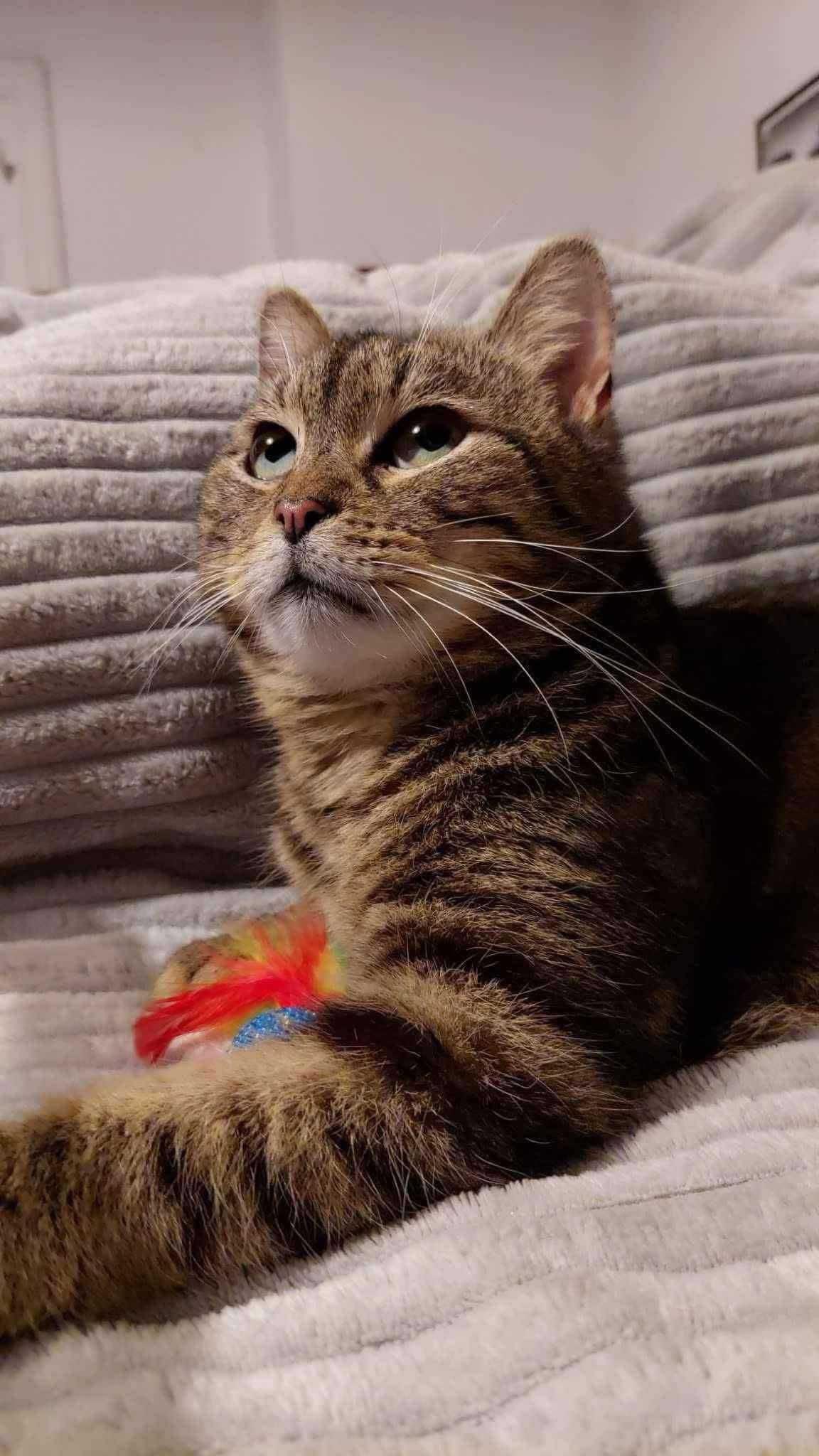 Przemuś do adopcji