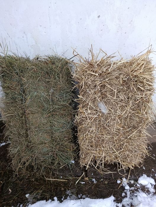 Продам сіно в тюках і солому .