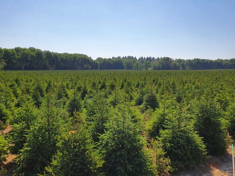 Świerk pospolity cięty 175-300 cm/ w donicy 80-175 cm/ TuChoinki.pl