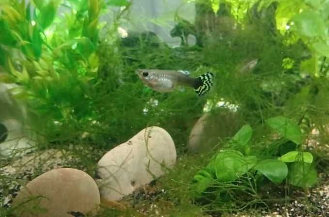 Peixes Guppy'S, Molly'S e Platy'S