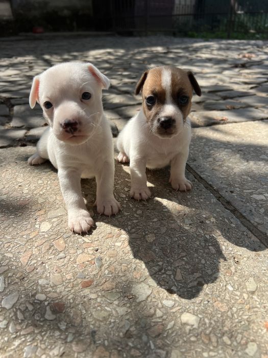 Чудо друзі джеки