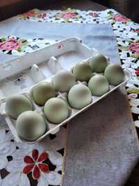 Jaja lęgowe zielone araukana/araucana