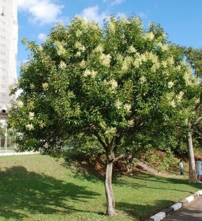 Ligustrum de Copa