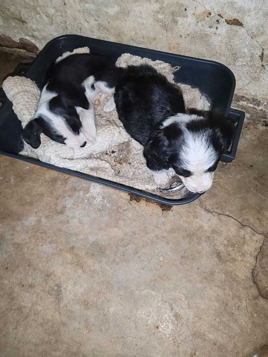 cachorrinhos para adopção por quem tiver condições económicas