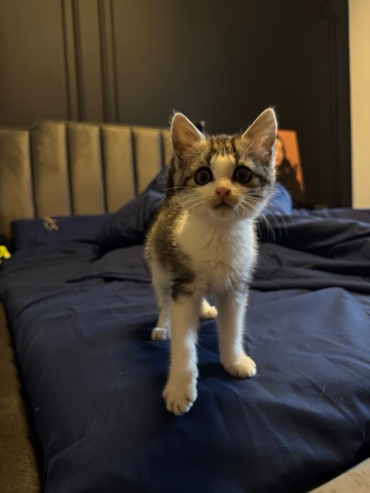 Дівчинка кошеня 1,5 міс шукає дім!