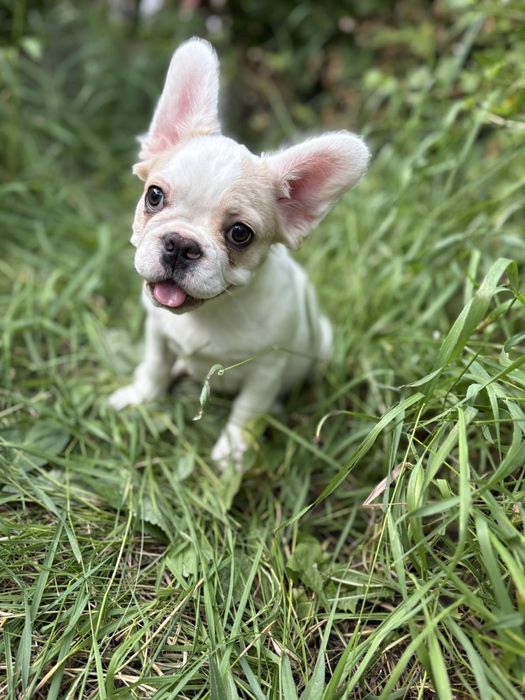 Французский бульдог Флаффи девочка