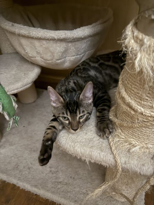 Бенгальські кошенята Бенгальские котята