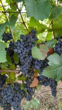 Vendo uvas brancas e tintas para vinho boa castas.
