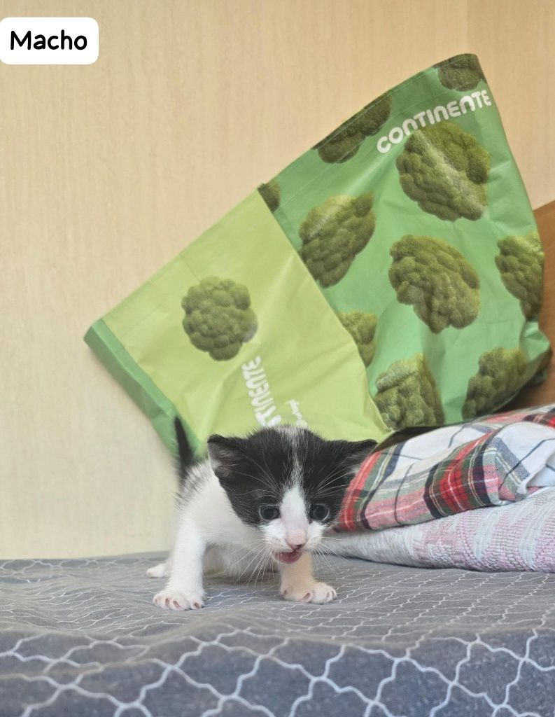 Doa-se gatinhos em Olhao