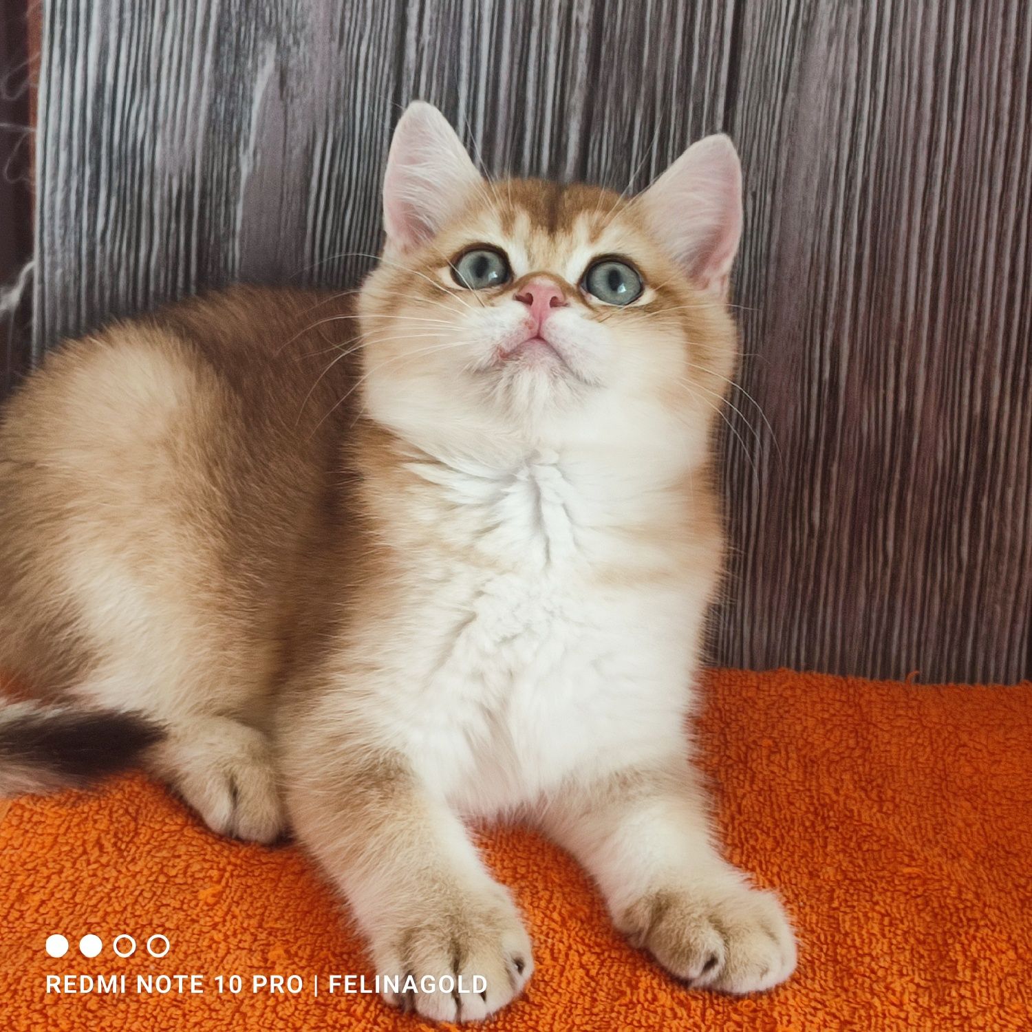 Британський золотий котик