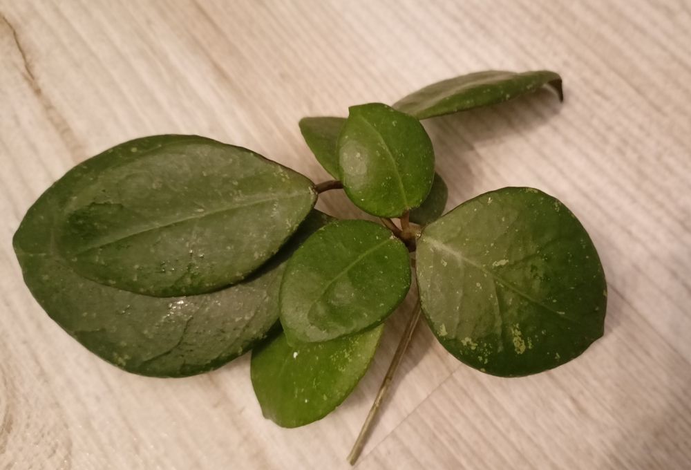 Hoya ovatifolia rosnąca