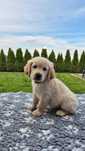 Golden Retriever ZKwP FCI