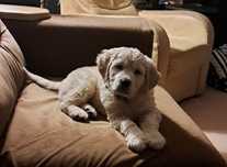 Suczka Golden retriever