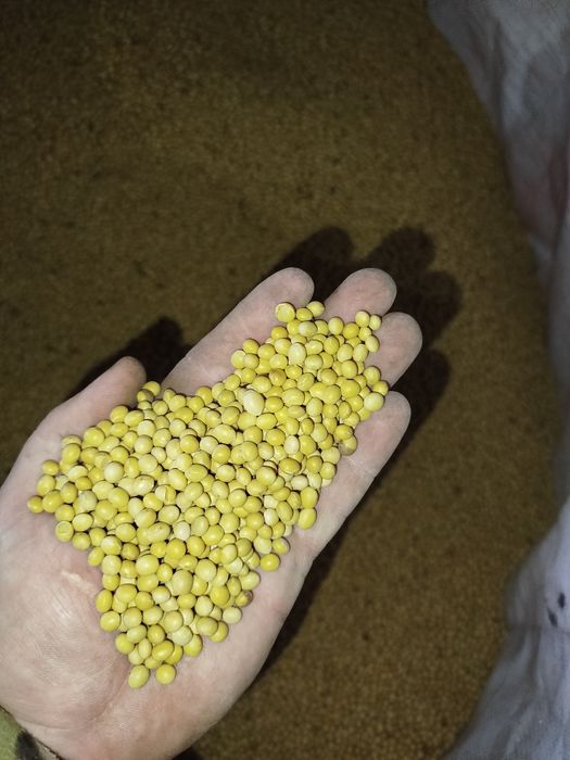 Продам насіння сої ГМО