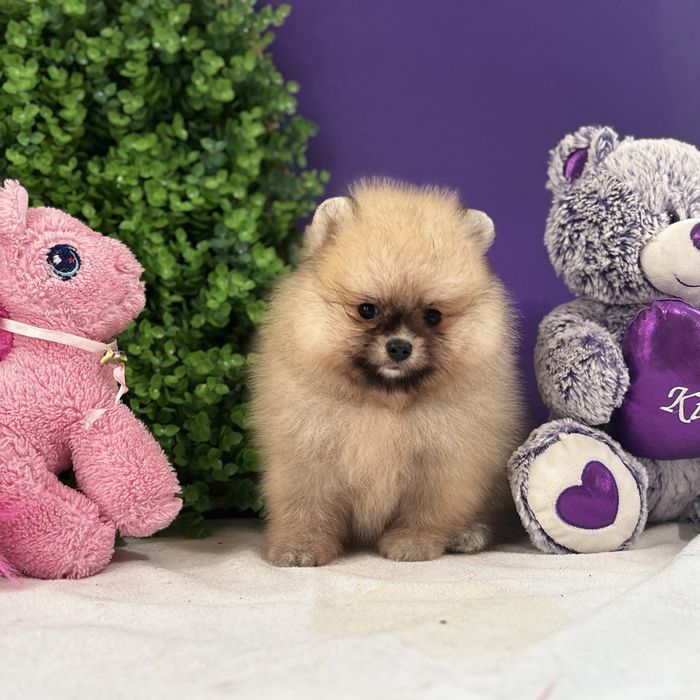 ляльковий Ведмедик шоу классу