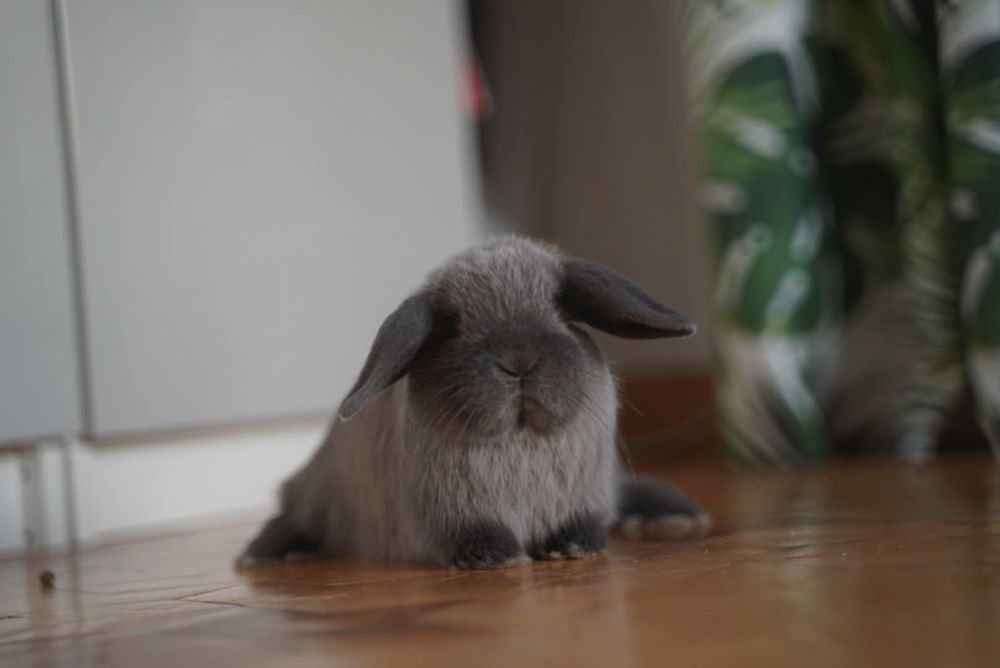 Królik miniaturka minilop mini lop