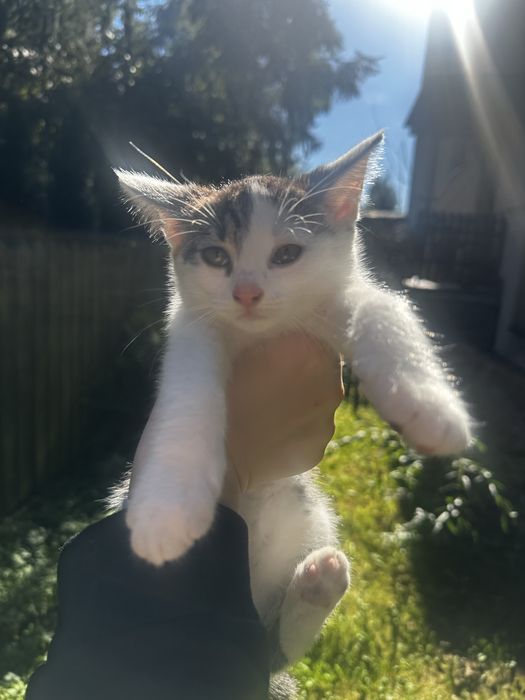Kotka do adopcji od zaraz