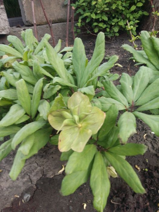 Распродажа карликового морозника