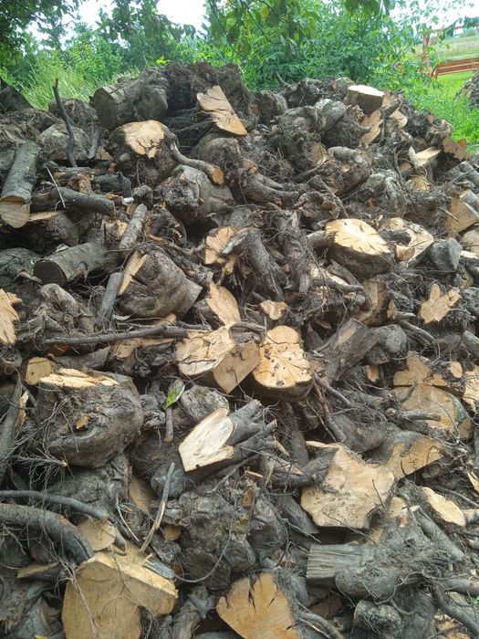 Drewno opałowe pieńki jabłoń