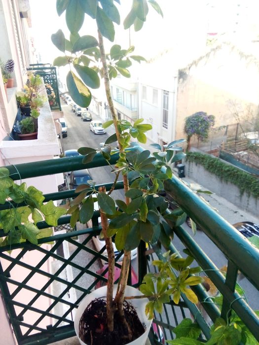 Planta alta,em vaso