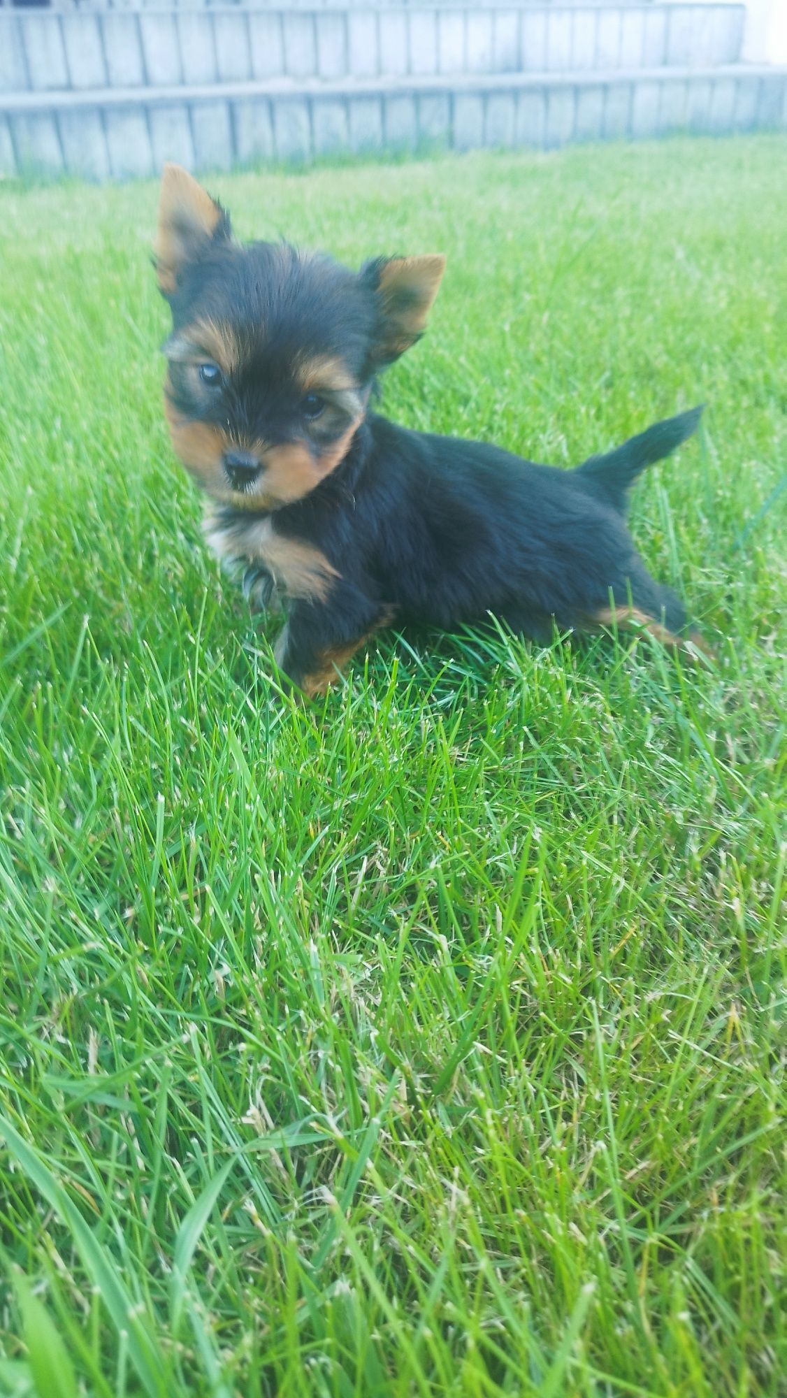 Yorkshire terrier miniaturka