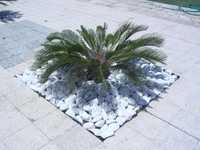 Seixo branco decorativo para jardim