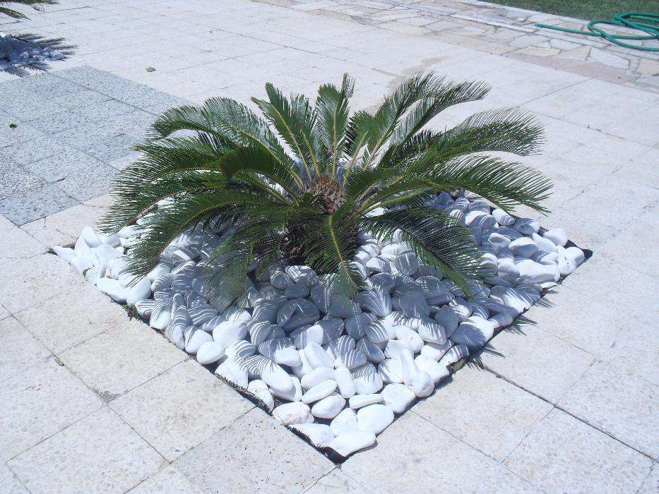 Seixo branco decorativo para jardim