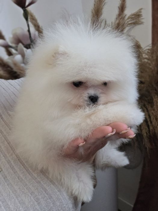 Szpic miniaturowy FCI Pomeranian ZKwP BOO