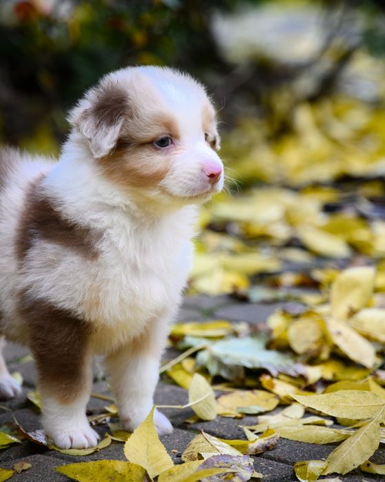 Owczarek australijski szczeniak