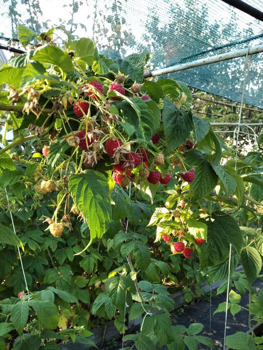 Саженцы малины малиновое дерево малина красная желтая