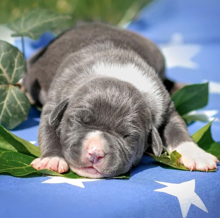 Голубые малыши в тяжолом типе ..