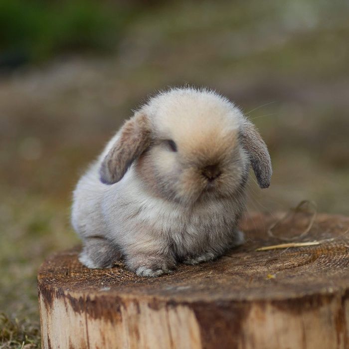 Karzełek teddy mini lop karzełek baranek dowóz z kierowcą