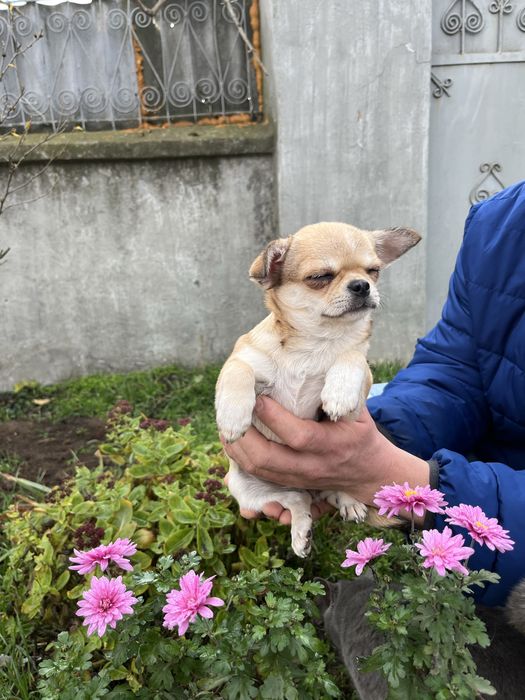 Чіхуахуа дівчинка