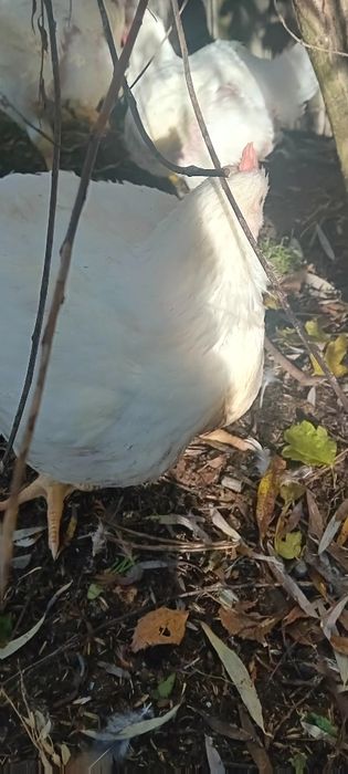 Sprzedam blojlery własnego chowu.