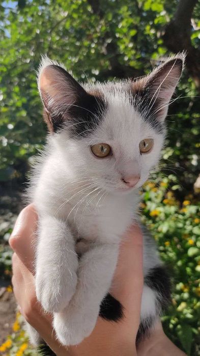 Котенок в добрі руки