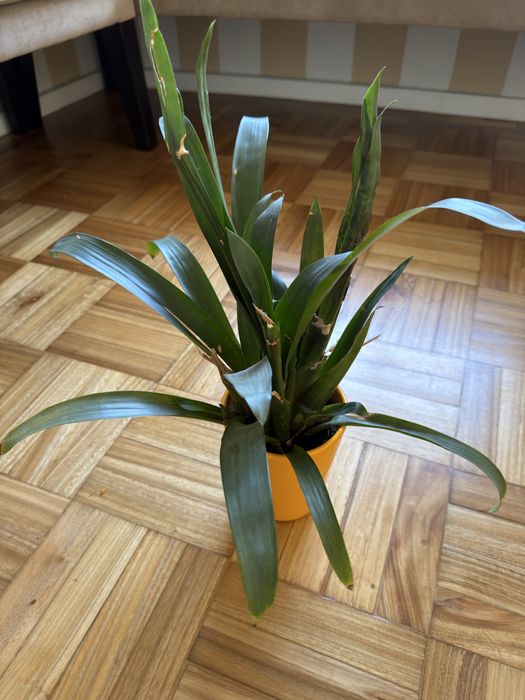 Vendo plantas - vários tamanhos