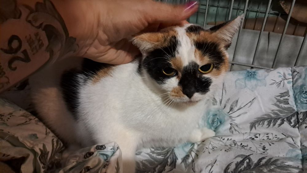 Lusia roczna kicia szuka domu