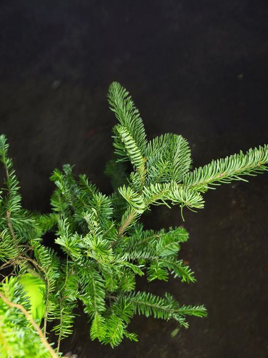 Jodła nobilis jodła szlachetna 2 sort