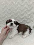Piękny piesek shih TZU gotowy do odbioru