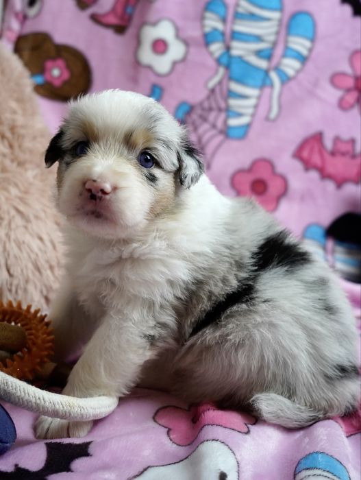 Owczarek australijski aussie FCI suczka blue merle krótki ogon