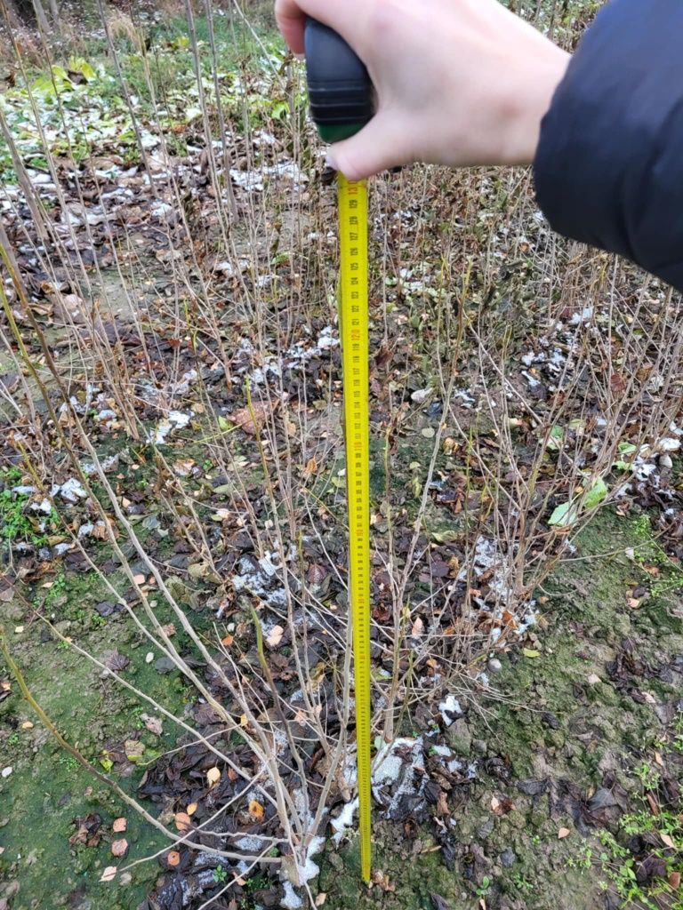 Morwa biala czarna 120-150cm