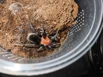 Ptasznik B. horrida i inne