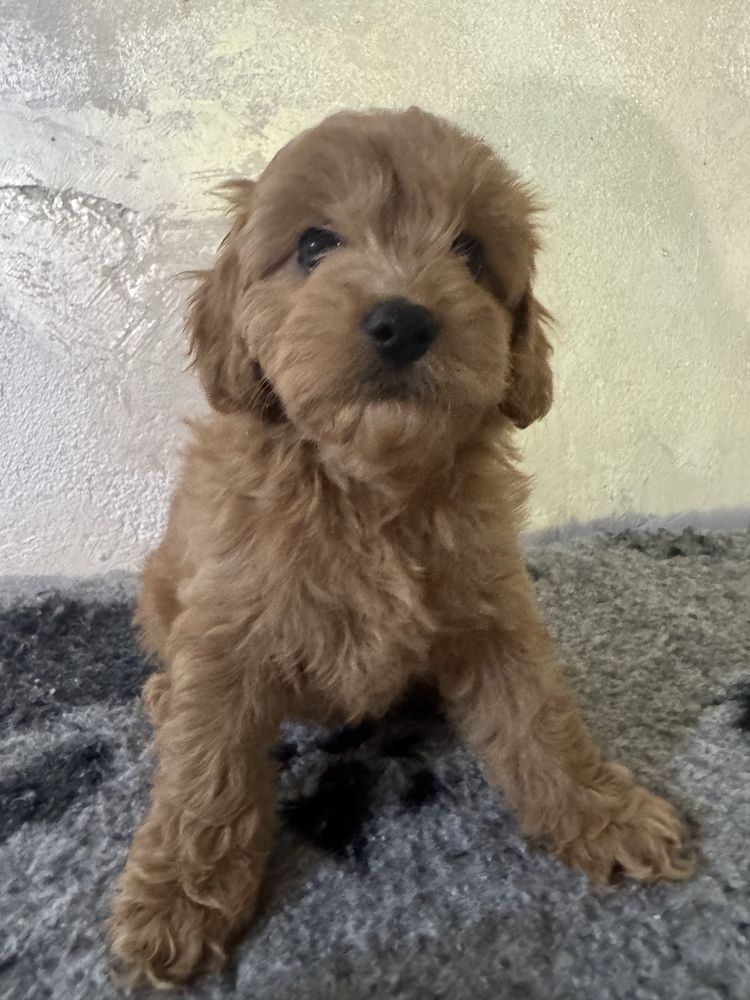Cavapoo F1 b dziewczynka