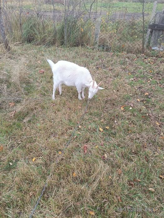 Продам козу молода