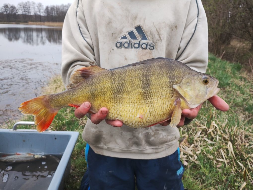 Karp lin szczupak sum okoń jesiotr