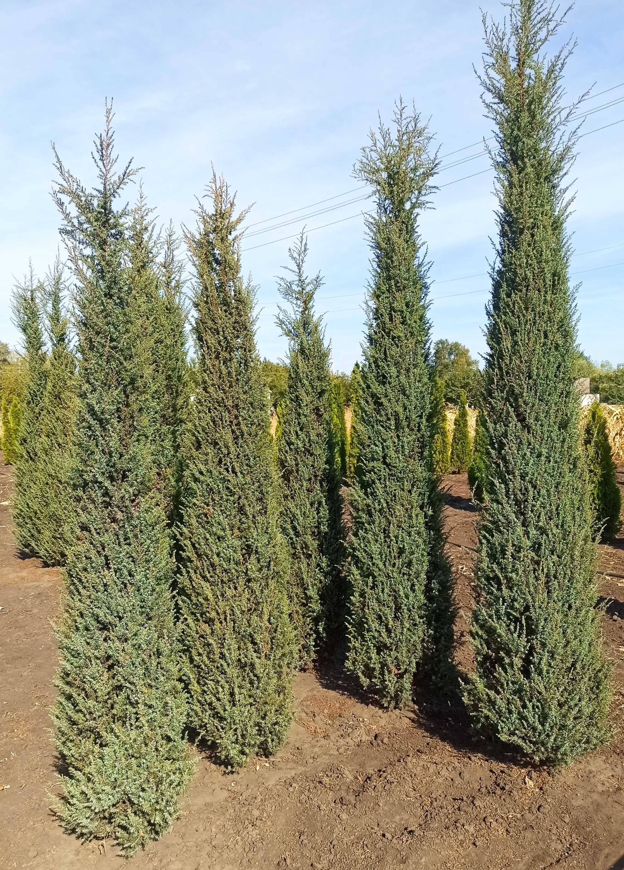 Ялівець колоновидний juniperus hibernica (можжевельник, можевельник)