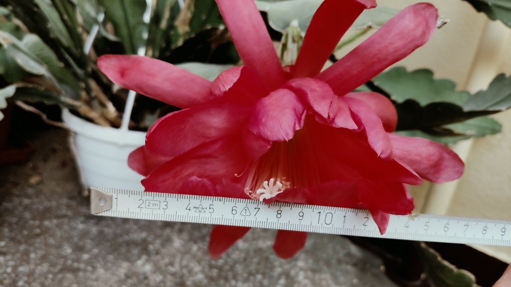 Epiphyllum sp. Kwiat czerwony duży.