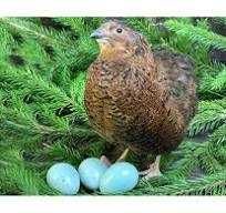 яйце перепілки селадон