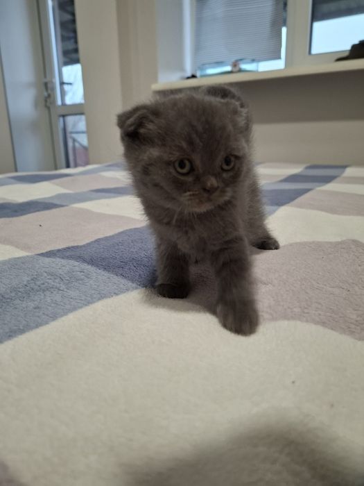 Котята британці, вісловухі, веслоухие.